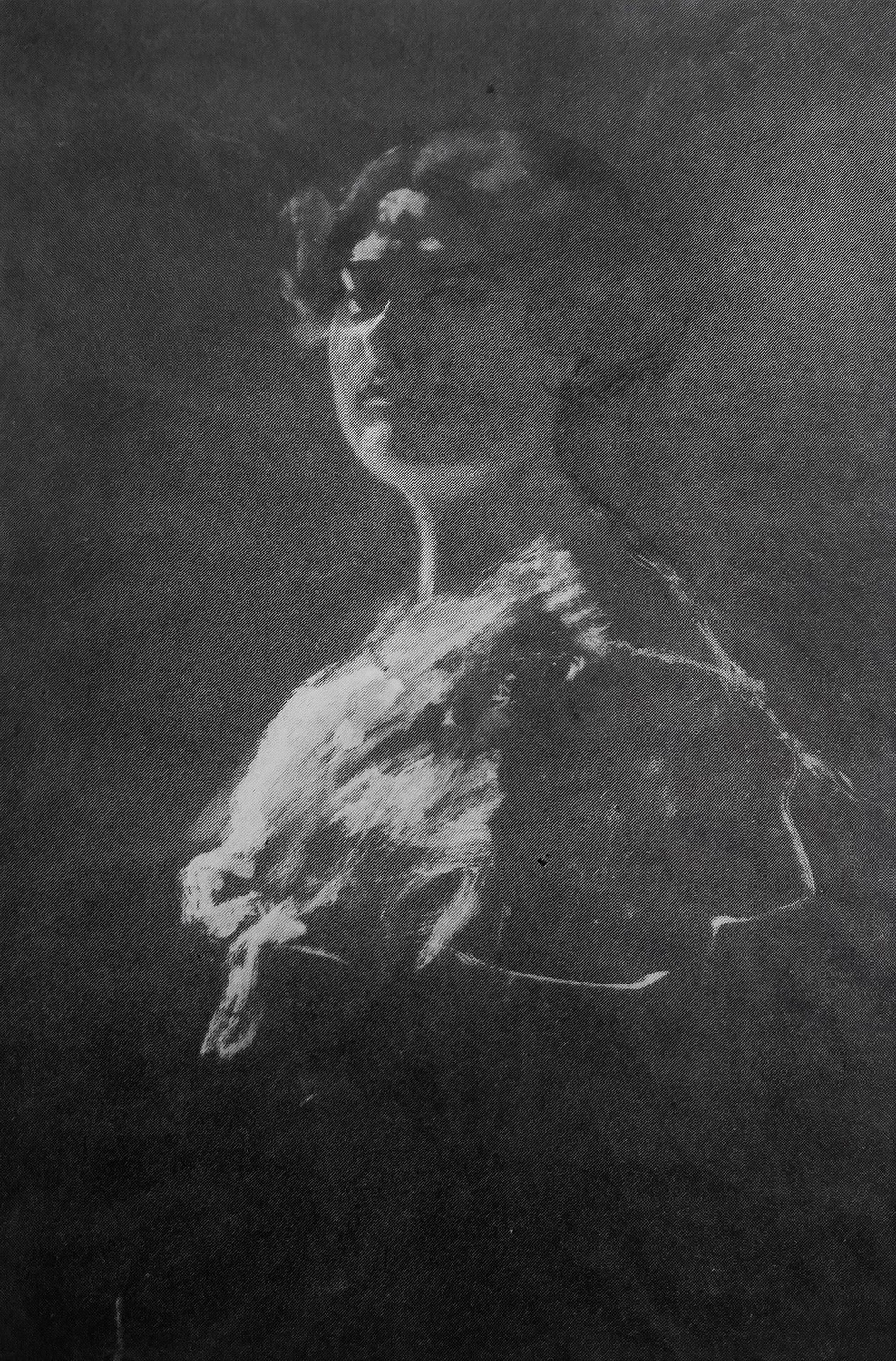 BUSTO DI DONNA DI PROFILO - Collezione Civica Egisto Lancerotto, Noale
